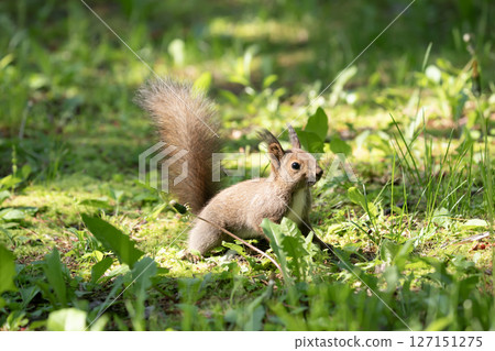 Ezoris在新鮮的綠色森林裡 127151275