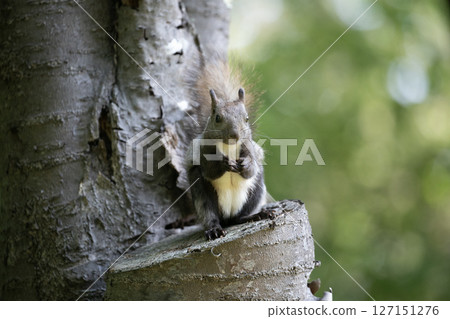 Ezoris在新鮮的綠色森林裡 127151276