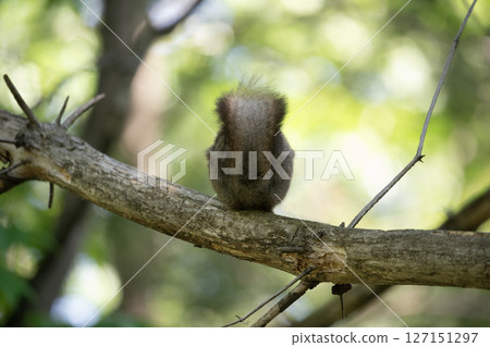 Ezoris in the fresh green forest 127151297