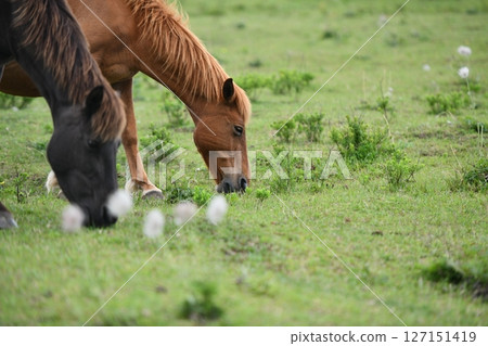 馬吃草 馬吃草 127151419
