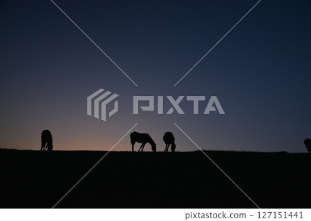 日落時分吃草的馬 日落時分吃草的馬 127151441
