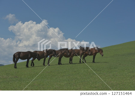 馬匹站著睡覺 馬匹站著睡覺 127151464