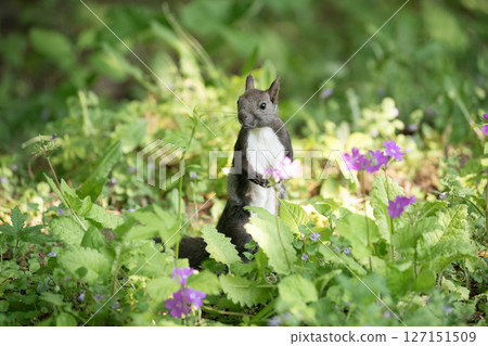 Primrose and Hokkaido squirrel Primrose and Hokkaido squirrel 127151509