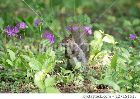 Primrose and Hokkaido squirrel Primrose and Hokkaido squirrel 127151513