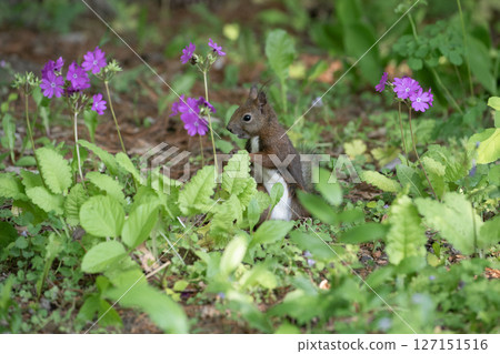 Primrose and Hokkaido squirrel Primrose and Hokkaido squirrel 127151516