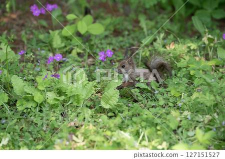 Primrose and Hokkaido squirrel Primrose and Hokkaido squirrel 127151527