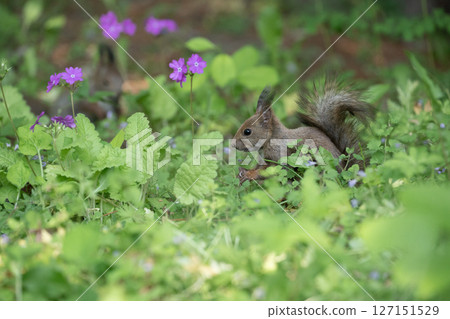 Primrose and Hokkaido squirrel 127151529