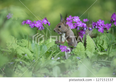 Primrose and Hokkaido squirrel Primrose and Hokkaido squirrel 127151537