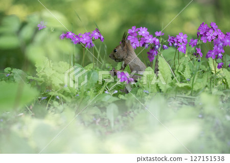 Primrose and Hokkaido squirrel 127151538