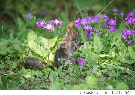 Primrose and Hokkaido squirrel 127151545