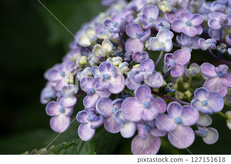 雨季繡球花的特寫 127151618