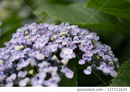 雨季繡球花的特寫 127151620