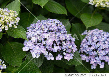Close-up of hydrangeas in the rainy season 127151621