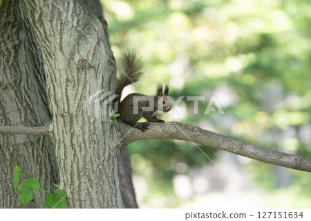 Ezoris在新鮮的綠色森林裡 127151634