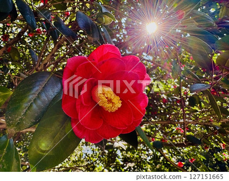 紅山茶花 127151665