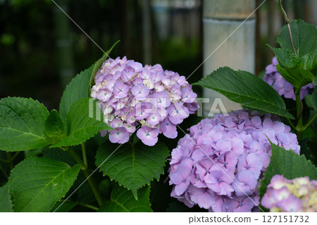 Close-up of hydrangeas in the rainy season Close-up of hydrangeas in the rainy season 127151732