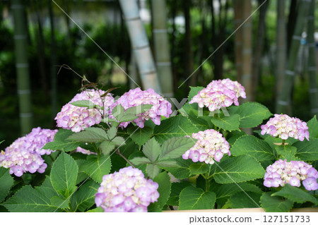 雨季繡球花的特寫 127151733