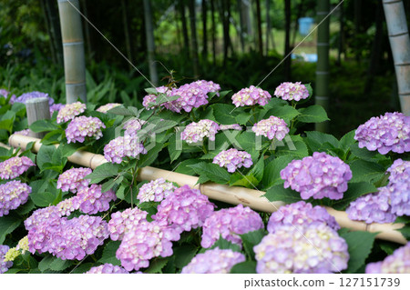 雨季繡球花的特寫 雨季繡球花的特寫 127151739