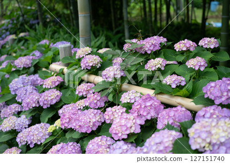 Close-up of hydrangeas in the rainy season Close-up of hydrangeas in the rainy season 127151740