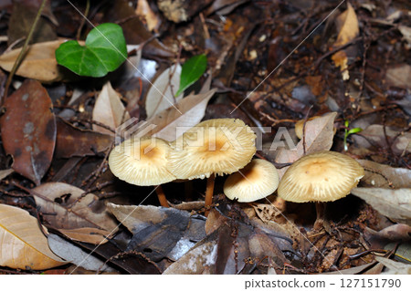 A light ochre-colored Tricholomataceae mushroom with a mottled pattern growing in a damp woodland (macro photography of fungi and mushrooms in the natural environment) 127151790