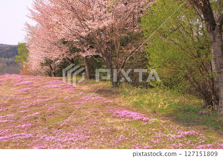 21st Century Forest Tsubetsu-cho 127151809