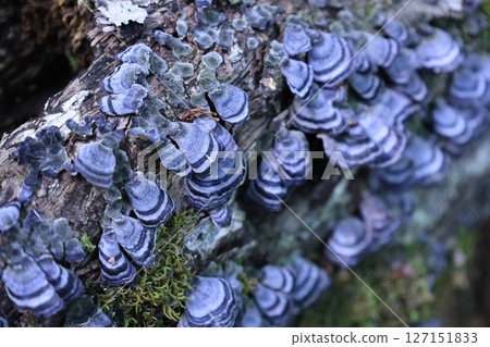 枯樹上長出許多黑蘑菇 127151833