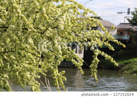 Small yellow-white flowers of pyracantha blooming on a riverbank in spring 127152024