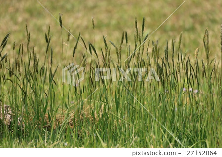 一片長滿禾本科植物日本紅豆杉的草地。 127152064
