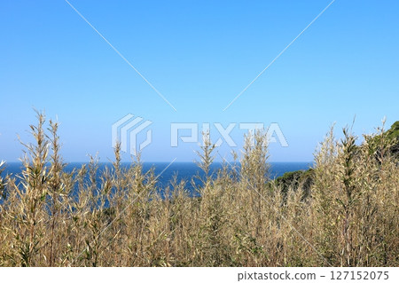 Izu Peninsula Irozaki 127152075