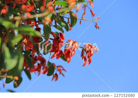 美國迪戈花和花蕾 127152080