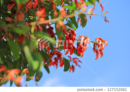American deigo flowers and buds 127152081
