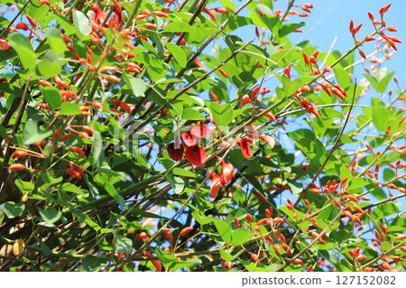 美國迪戈花和花蕾 127152082