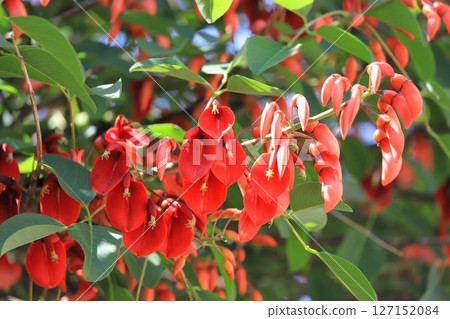 美國迪戈花和花蕾 美國迪戈花和花蕾 127152084