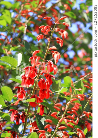 American deigo flowers and buds 127152085