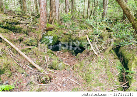 The sea of Aokigahara The sea of Aokigahara 127152115