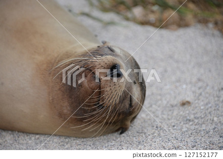 加拉巴哥海獅在沙灘上休息 127152177