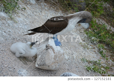 藍腳bo鳥父母和孩子 藍腳bo鳥父母和孩子 127152181