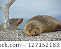 加拉巴哥海獅正在休息 127152183