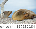 加拉巴哥海獅正在休息 127152184