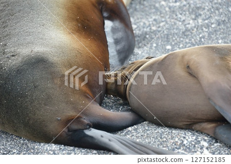 加拉巴哥海獅喝母乳 加拉巴哥海獅喝母乳 127152185