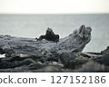 加拉巴哥群島海鬣蜥在浮木上被沖上岸 127152186