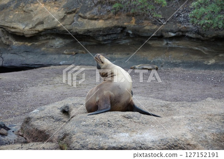 加拉巴哥海獅寶寶在沙灘上等待媽媽 127152191