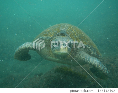 加拉巴哥綠海龜 127152192