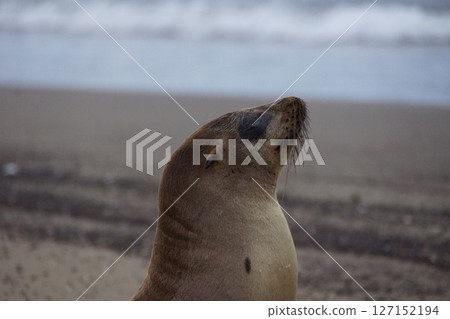加拉巴哥海獅寶寶在沙灘上等待媽媽 加拉巴哥海獅寶寶在沙灘上等待媽媽 127152194