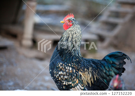 Young fowl in permaculture garden 127152220