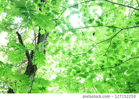 Backlit green maple leaves Backlit green maple leaves 127152250