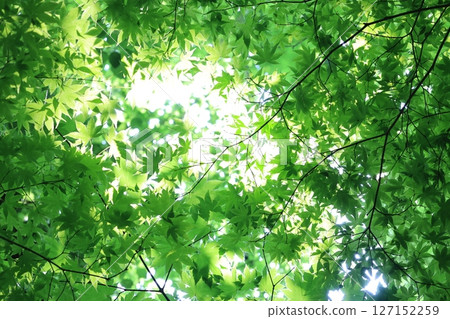 Backlit green maple leaves Backlit green maple leaves 127152259