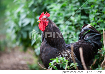 Nice black cock in permaculture garden 127152294