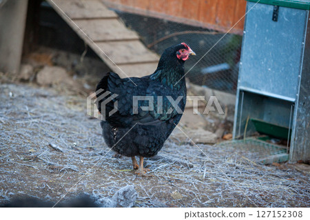 Black chicken in permaculture garden 127152308