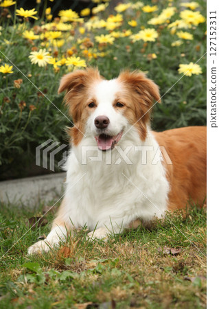 Potrait of amazing border collie in front of yellow flowers Potrait of amazing border collie in front of yellow flowers 127152311